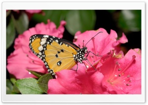 Butterfly On Pink Flower HD Wide Wallpaper for Widescreen