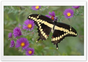 Butterfly on Purple Flower HD Wide Wallpaper for Widescreen