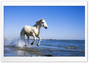 Camargue Horse wallpaper