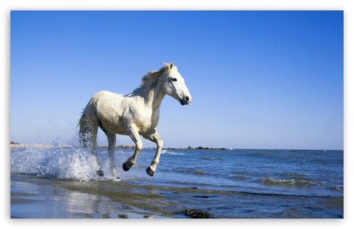 Camargue Horse HD wallpaper for Wide 16:10 Widescreen WHXGA WQXGA WUXGA WXGA ;