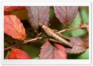 Camouflaged Grasshopper HD Wide Wallpaper for Widescreen