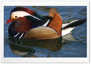 Canard Ente HD Wide Wallpaper for Widescreen