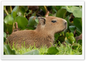 Capybara Venezuela HD Wide Wallpaper for Widescreen
