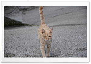 Cat HD Wide Wallpaper for Widescreen