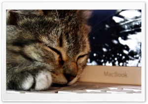 Cat HD Wide Wallpaper for Widescreen