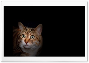 Cat Amazed HD Wide Wallpaper for Widescreen