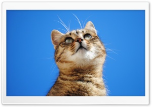 Cat, Blue Sky HD Wide Wallpaper for Widescreen