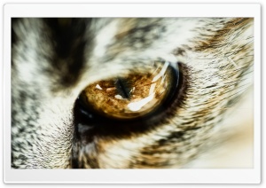 Cat Eye Close Up HD Wide Wallpaper for Widescreen