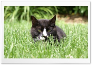 Cat in Grass HD Wide Wallpaper for Widescreen