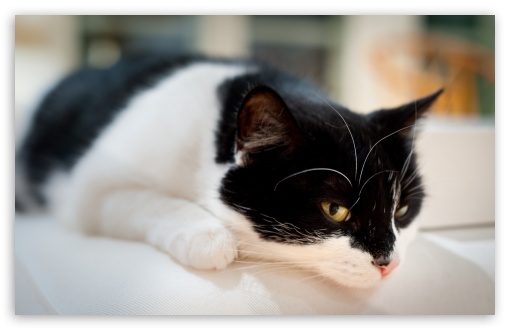 Cat Resting wallpaper for Wide 16:10 Widescreen WHXGA WQXGA WUXGA WXGA ;