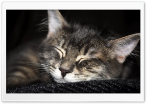 Cat Sleeping HD Wide Wallpaper for Widescreen