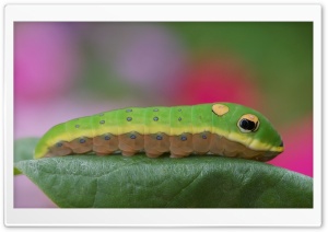 Caterpillar On A Leaf HD Wide Wallpaper for Widescreen