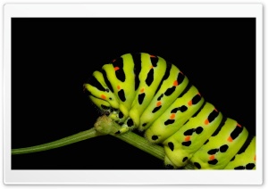 Caterpillar Walking HD Wide Wallpaper for Widescreen