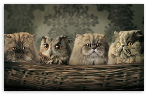 owl wallpaper. 3 Cats And Owl wallpaper for