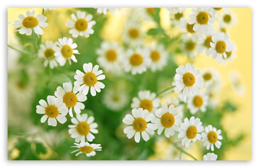 Chamomile Macro wallpaper for Wide 16:10 Widescreen WHXGA WQXGA WUXGA WXGA ;
