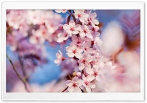 Cherry Blossom HD Wide Wallpaper for Widescreen