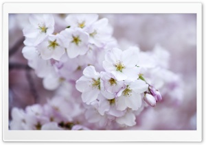 Cherry Blossoms HD Wide Wallpaper for Widescreen