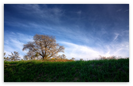 Cherry Tree HDR HD wallpaper for Wide 16:10 Widescreen WHXGA WQXGA WUXGA WXGA ;