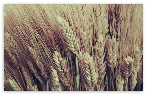 Closeup Of Golden Dry Wheat Heads wallpaper for Wide 16:10 Widescreen WHXGA WQXGA WUXGA WXGA ;