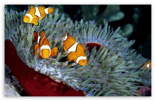 Download Clown Fish Wallpaper