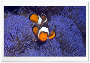 Clownfish HD Wide Wallpaper for Widescreen