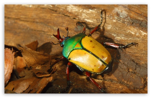 Colorful Beetle HD wallpaper for Wide 16:10 Widescreen WHXGA WQXGA WUXGA WXGA ;