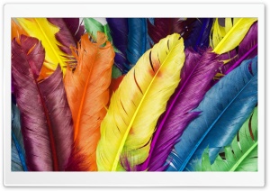 Colorful Feathers HD Wide Wallpaper for Widescreen