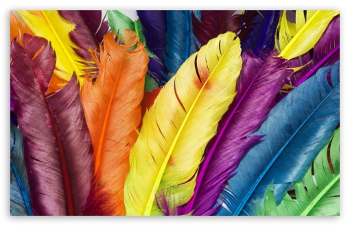 Colorful Feathers HD wallpaper for Wide 16:10 Widescreen WHXGA WQXGA WUXGA WXGA ;