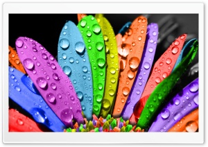 Colorful Flower wallpaper