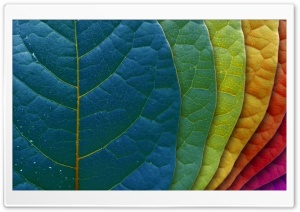 Colorful Leaves HD Wide Wallpaper for Widescreen