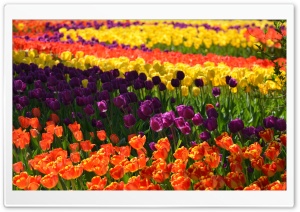 Colorful Tulips 1 HD Wide Wallpaper for Widescreen