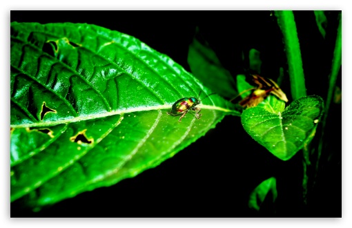 Colourful Scarab wallpaper for Standard 4:3 Fullscreen UXGA XGA SVGA ; Wide 16:10 Widescreen WHXGA WQXGA WUXGA WXGA ; HD 16:9 High Definition WQHD QWXGA 1080p 900p 720p QHD nHD ; Mobile VGA iPad - VGA QVGA Smartphone ( PocketPC GPS iPod Zune BlackBerry HTC Samsung LG Nokia Eten Asus ) ;