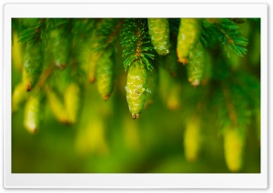 Cones HD Wide Wallpaper for Widescreen