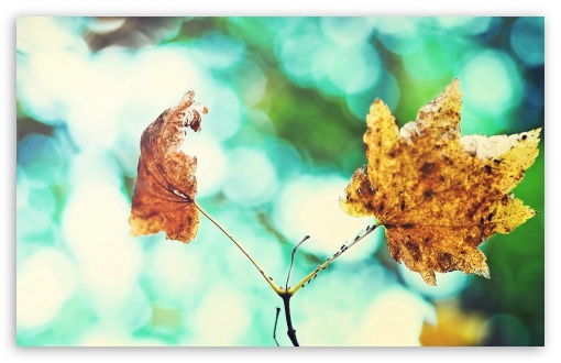 Conjoined wallpaper for Wide 16:10 Widescreen WHXGA WQXGA WUXGA WXGA ;