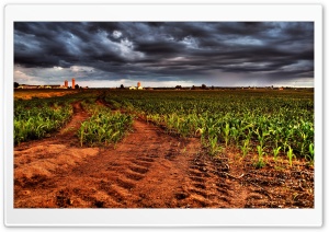 Corn Plantation HDR HD Wide Wallpaper for Widescreen