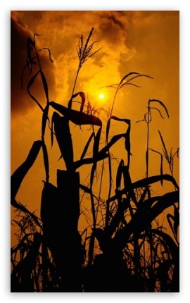 cornfield