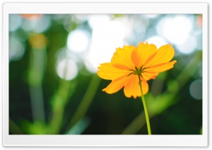 Cosmos Flower In Late Summer HD Wide Wallpaper for Widescreen