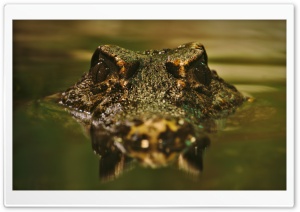 Crocodile HD Wide Wallpaper for Widescreen