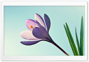 Crocus Flower HD Wide Wallpaper for Widescreen