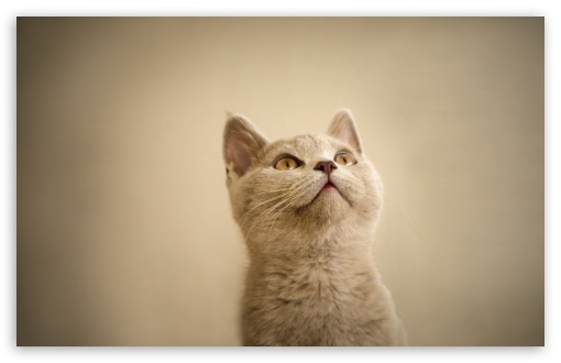 Curious Cat Looking Up HD wallpaper for Wide 16:10 Widescreen WHXGA WQXGA WUXGA WXGA ;
