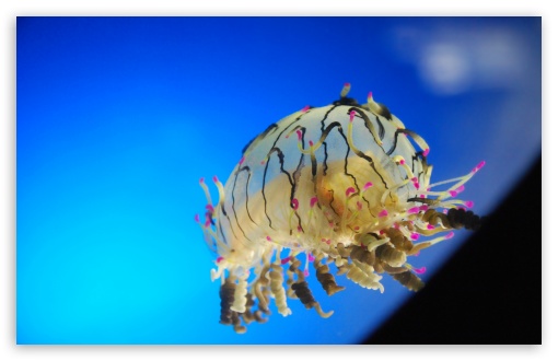 Curly Jellyfish HD wallpaper for Wide 16:10 Widescreen WHXGA WQXGA WUXGA WXGA ;