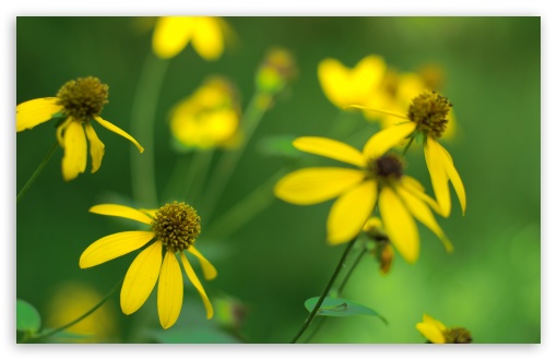 Cut-leaf Coneflower HD wallpaper for Wide 16:10 Widescreen WHXGA WQXGA WUXGA WXGA ;