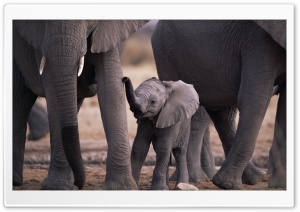 Cute Baby Elephant HD Wide Wallpaper for Widescreen