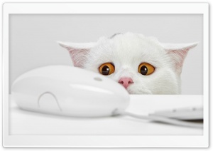 Cute Cat HD Wide Wallpaper for Widescreen