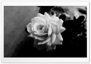 Cute Rose HD Wide Wallpaper for Widescreen
