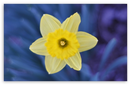 Daffodil HD wallpaper for Wide 16:10 Widescreen WHXGA WQXGA WUXGA WXGA ;
