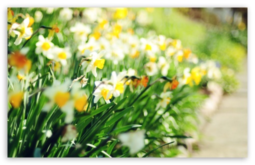 Daffodil Lane wallpaper for Wide 16:10 Widescreen WHXGA WQXGA WUXGA WXGA ;