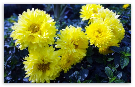 Dahlia HD wallpaper for Standard 4:3 Fullscreen UXGA XGA SVGA ; HD 16:9 High Definition WQHD QWXGA 1080p 900p 720p QHD nHD ; Mobile VGA iPad - VGA QVGA Smartphone ( PocketPC GPS iPod Zune BlackBerry HTC Samsung LG Nokia Eten Asus ) ;
