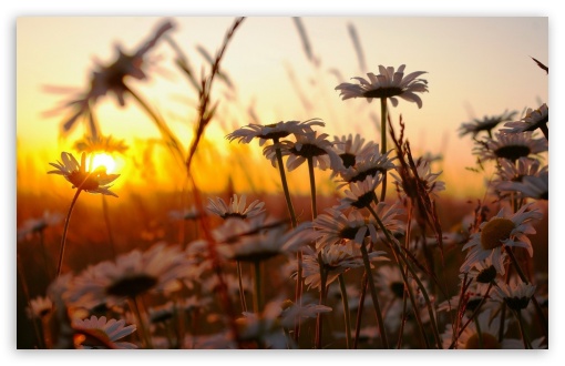 Daisies At Sunset HD wallpaper for HD 16:9 High Definition WQHD QWXGA 1080p 900p 720p QHD nHD ;