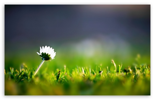 Daisy Macro HD wallpaper for Wide 16:10 Widescreen WHXGA WQXGA WUXGA WXGA ;